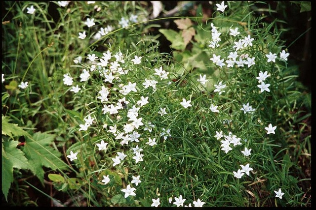 Campanule faux-gaillet