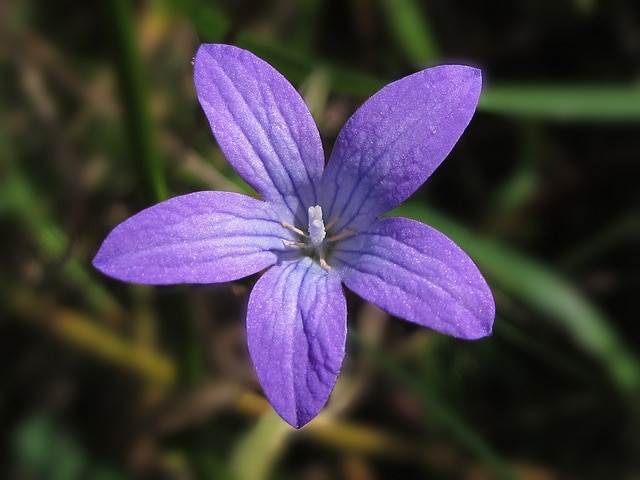 Campanula arvatica