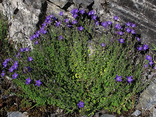 Campanula arvatica