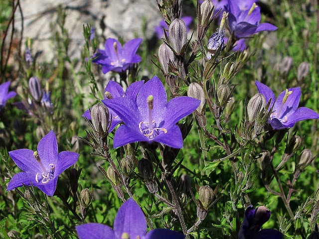 Campanula arvatica (Campanula arvatica)