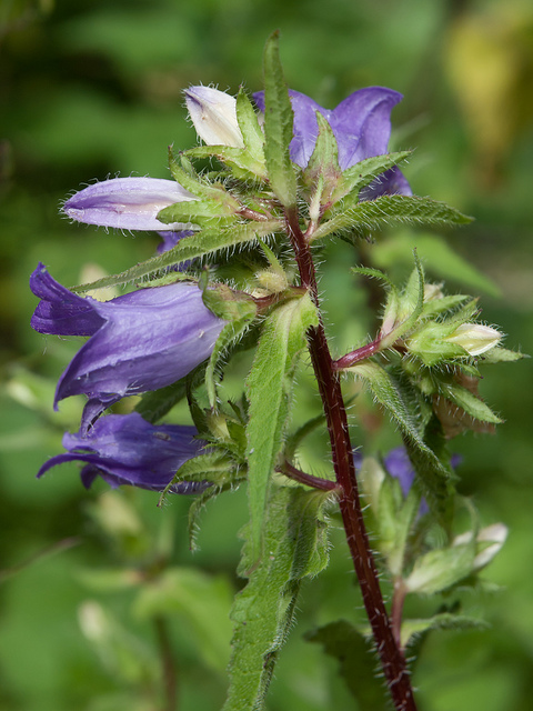 Campanule barbue