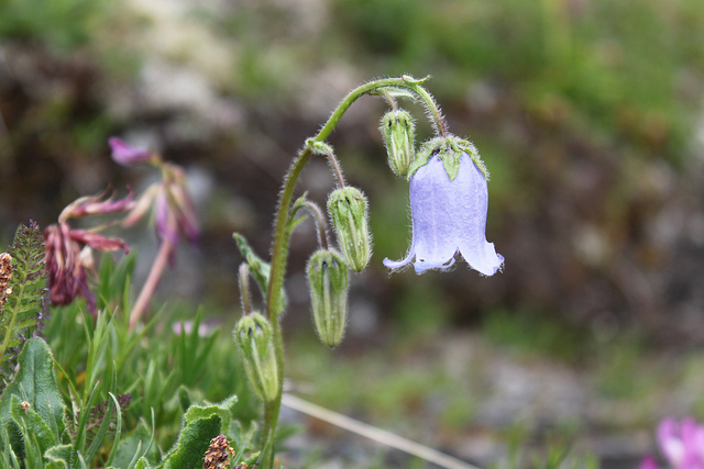Campanule barbue