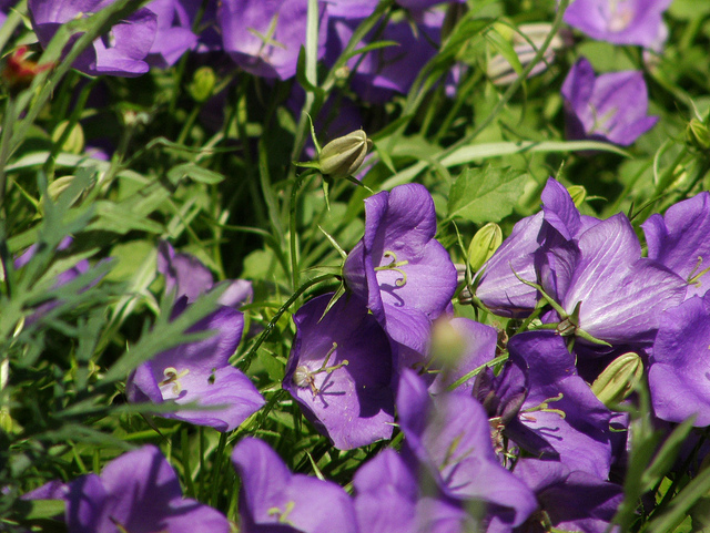 Campanule des carpates