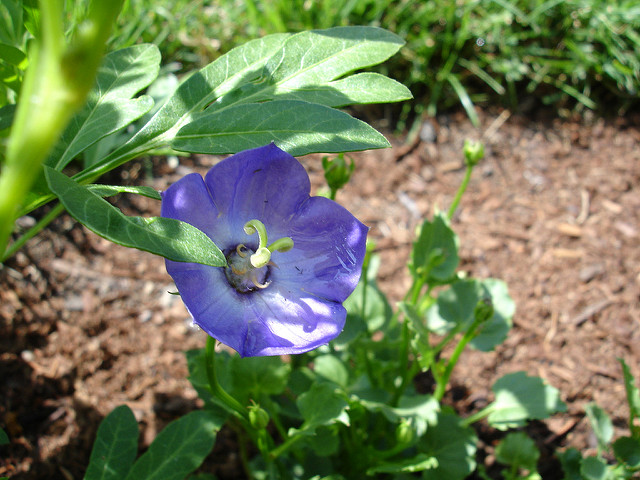 Campanule des carpates