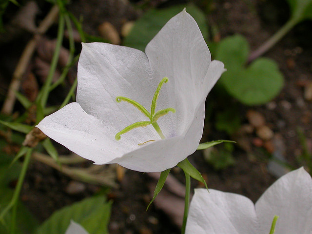 Campanule des carpates