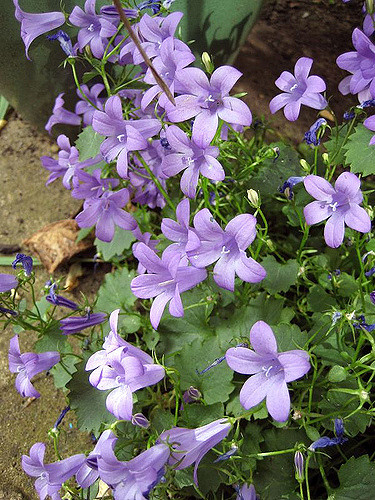Campanule des carpates