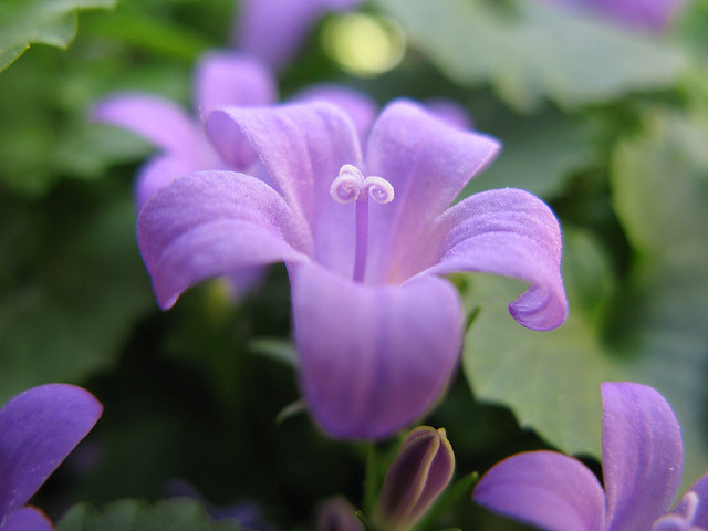 Campanule des carpates (Campanula carpatica)