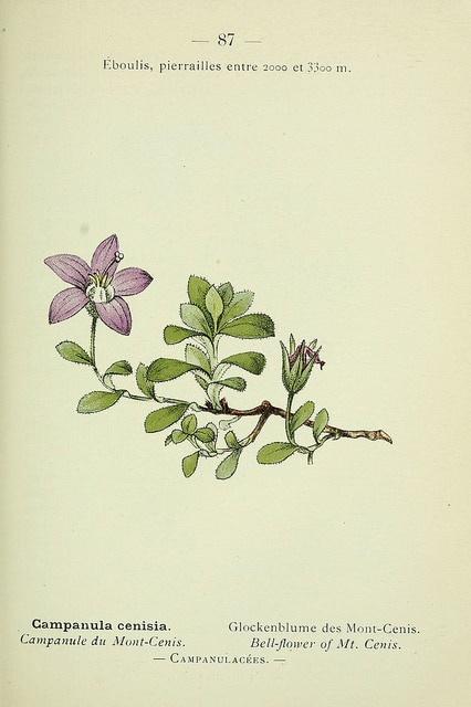 Campanule du mont cenis