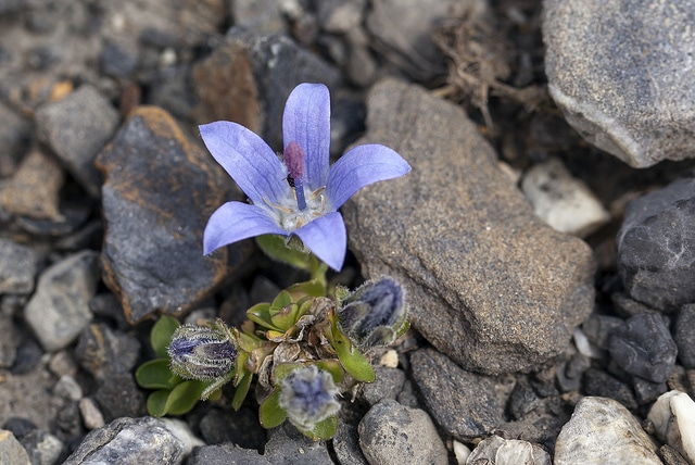 Campanule du mont cenis (Campanula cenisia)