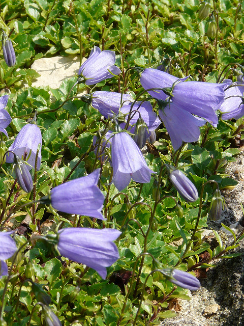 Campanule fluette