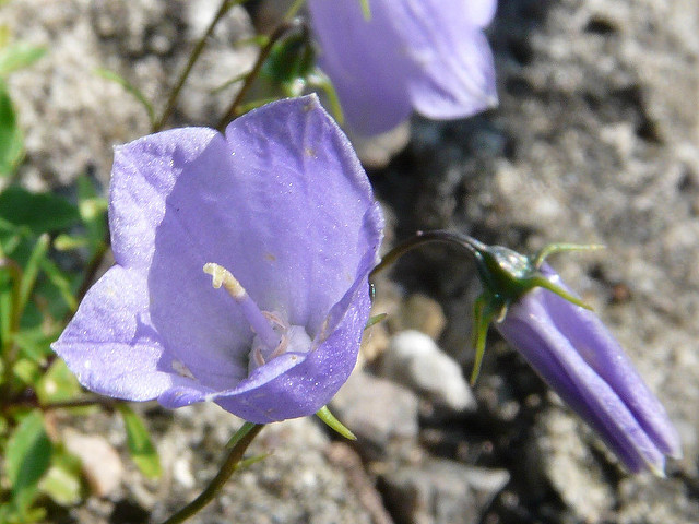 Campanule fluette
