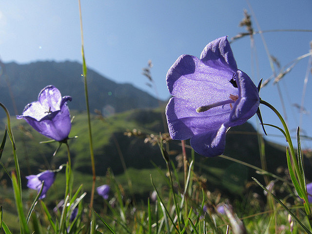 Campanule fluette