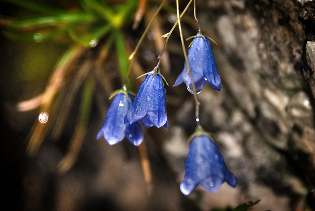 Campanule fluette