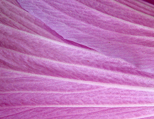 Campanule collina