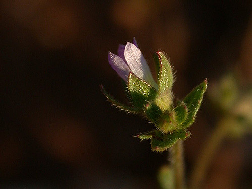 Campanule à petites fleurs