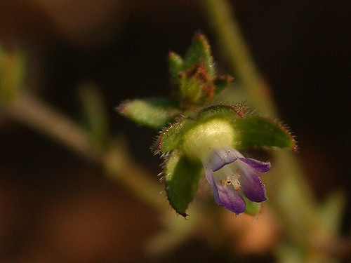 Campanule à petites fleurs
