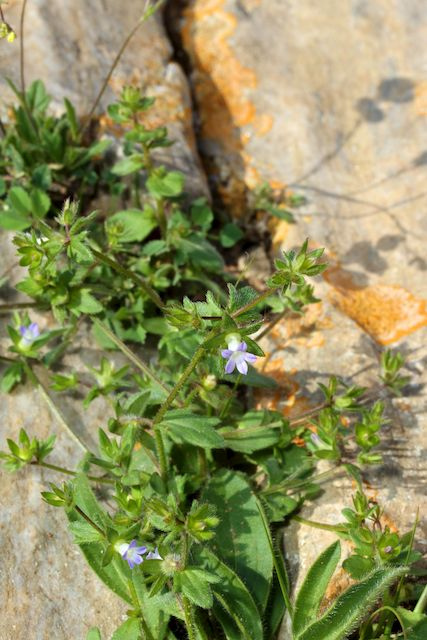 Campanule à petites fleurs