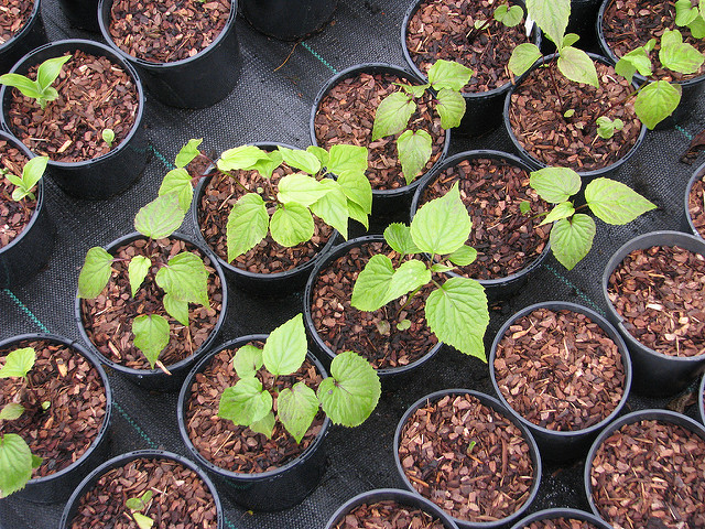 Campanule à petites fleurs (Campanula erinus)