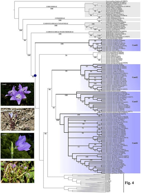 Campanula exigua (Campanula exigua)