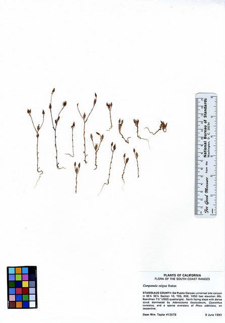 Campanula exigua