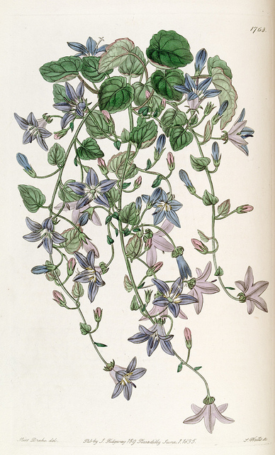 Campanule étoilée