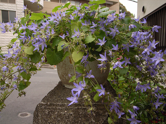 Campanule étoilée