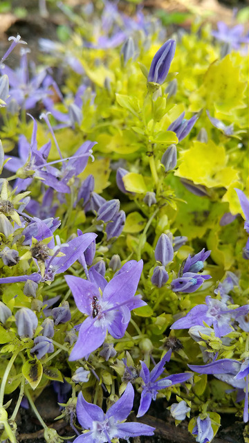Campanule étoilée