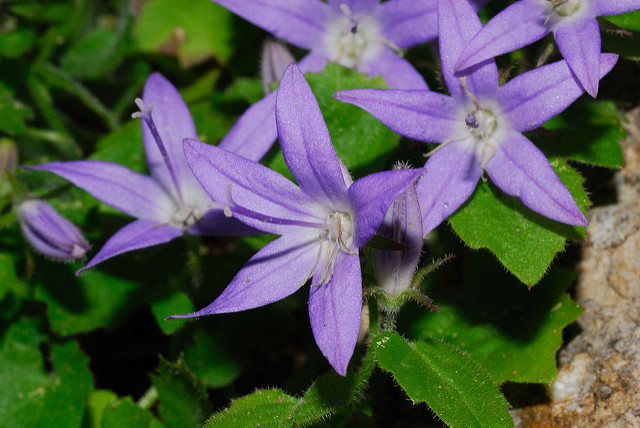 Campanule étoilée