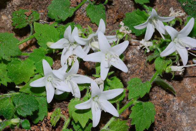 Campanule étoilée
