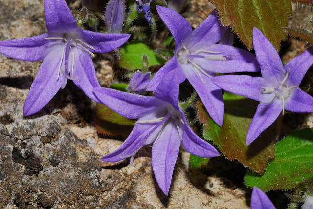 Campanule étoilée (Campanula garganica)