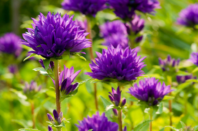Campanule agglomérée