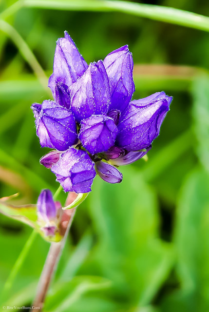 Campanule agglomérée