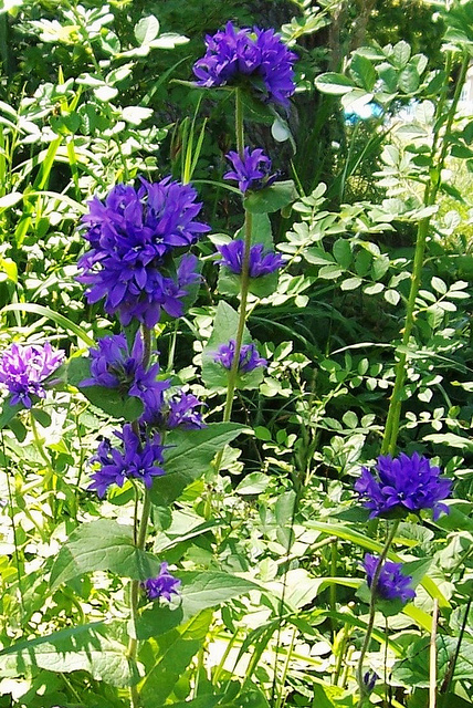 Campanule agglomérée
