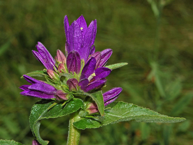 Campanule agglomérée