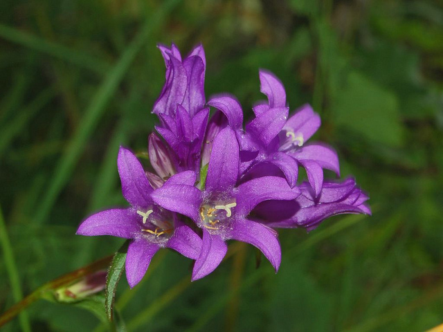 Campanule agglomérée