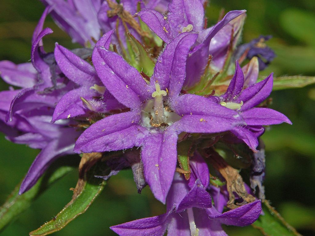 Campanule agglomérée (Campanula glomerata)