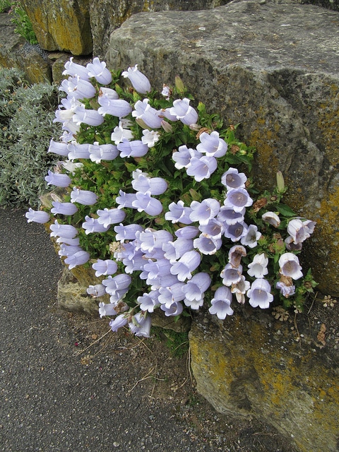 Campanula incurva
