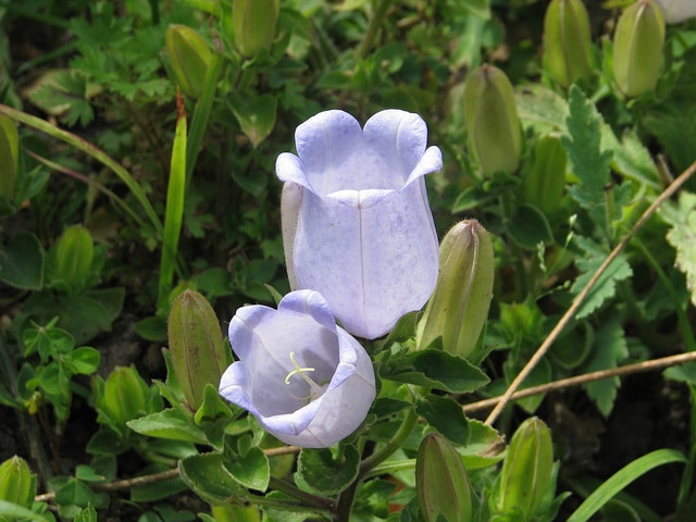 Campanula incurva