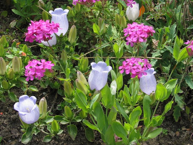 Campanula incurva