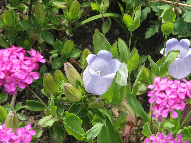 Campanula incurva