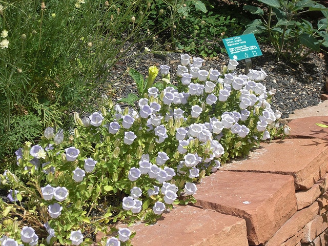 Campanula incurva