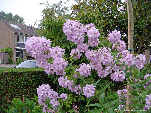 Campanule à fleurs laiteuses (Campanula lactiflora)