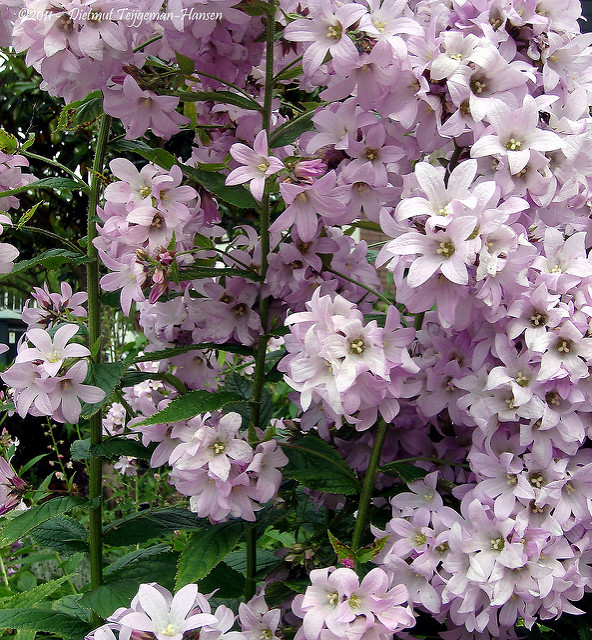 Campanule à fleurs laiteuses
