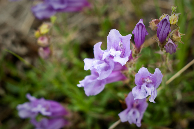Campanula lasiocarpa