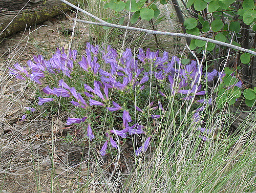 Campanula lasiocarpa