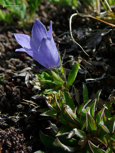 Campanula lasiocarpa