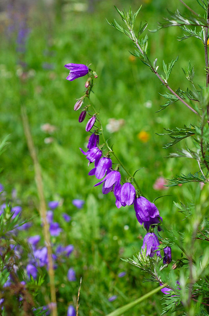 Campanule à larges feuilles (Campanula latifolia)