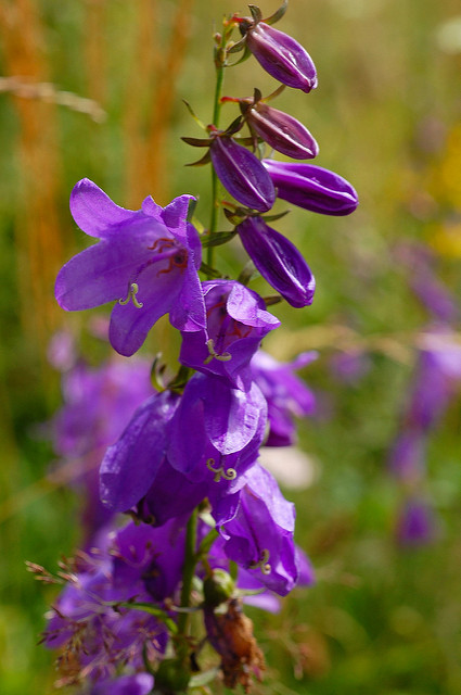 Campanule à larges feuilles