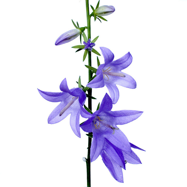 Campanule à larges feuilles