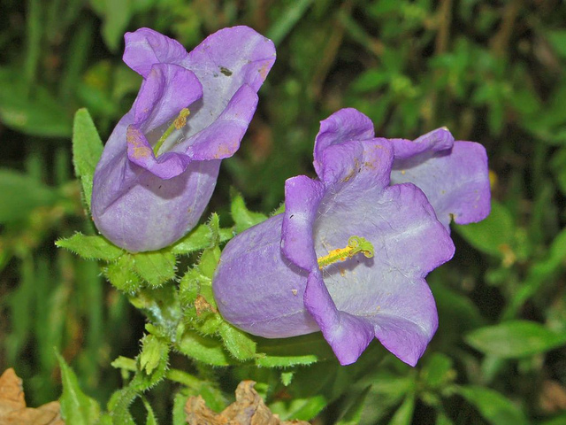 Campanule carillon